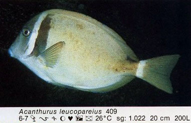 Acanthurus leucopareius